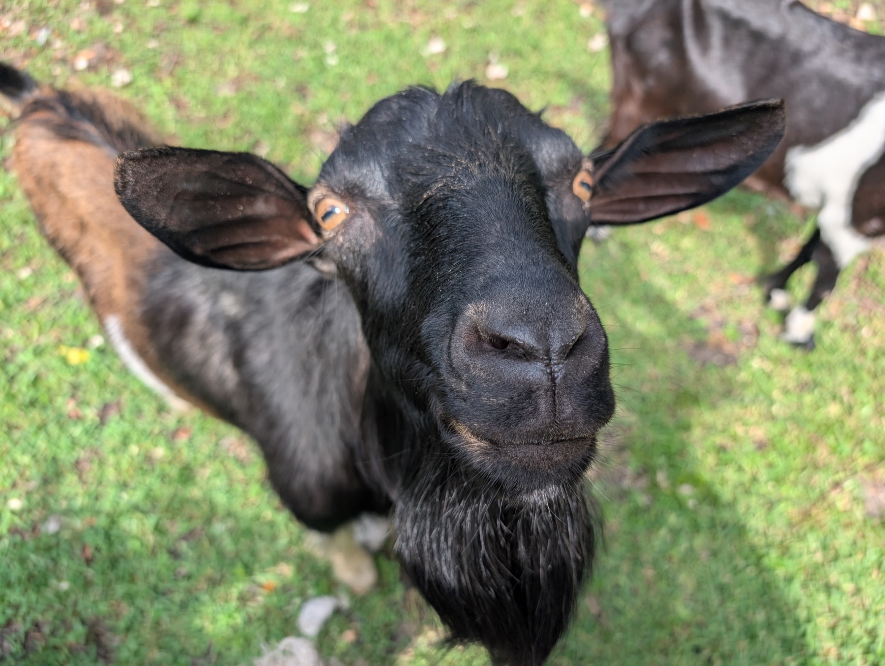 A curious black goat looking closely at the camera
