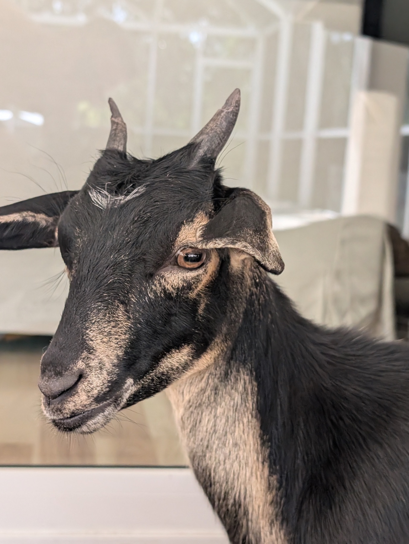 Black and gray horned goat from the Finca Darwin herd