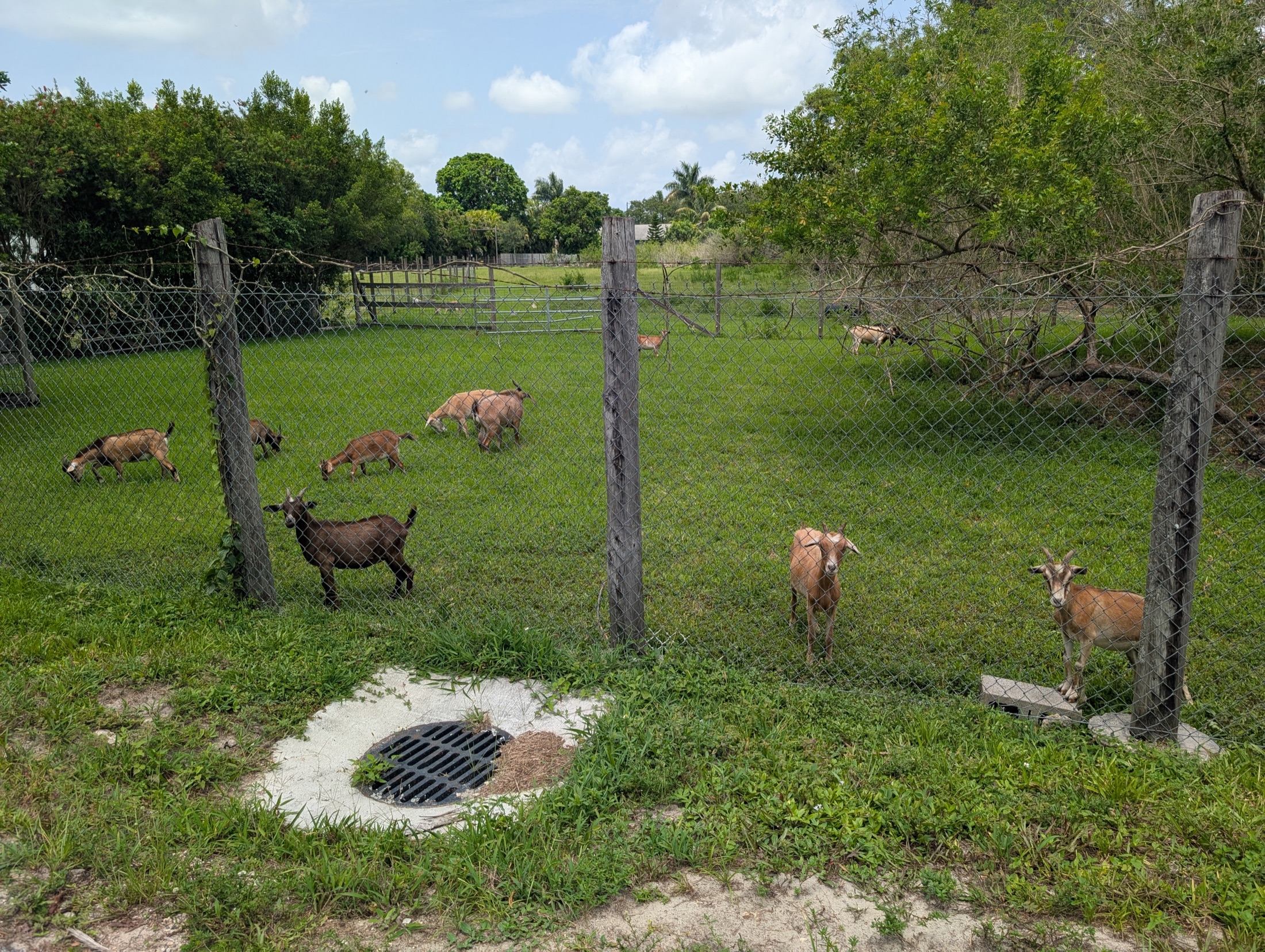 Finca Darwin goats gathered in a green South Florida pasture